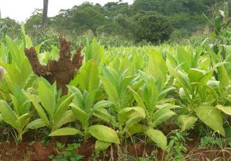 Malawi struggling to kick the tobacco habit but companies keep it hooked