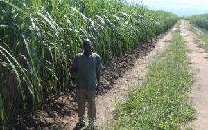 Sugar cane plantations major cause for land grabs