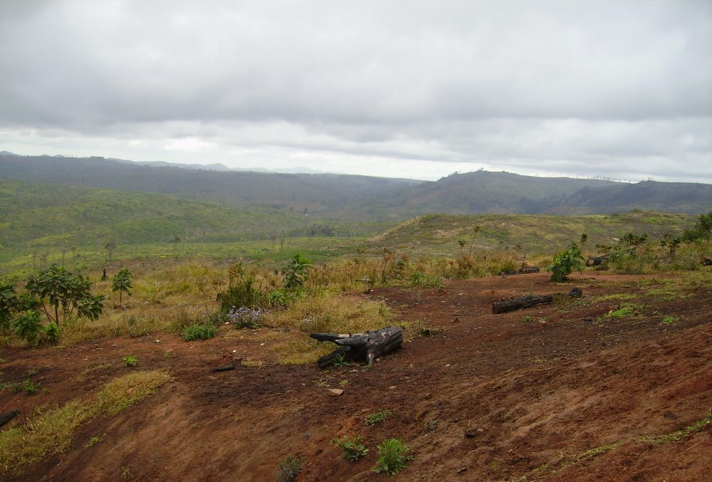 Viphya Plantation