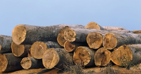 Logging and deforestation: Malawi’s diminishing plantations