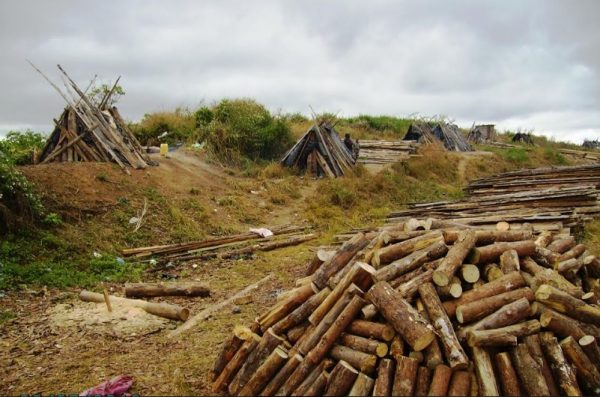 MK1.7 billion “deforested” at the Viphya Plantation as project struggles to survive