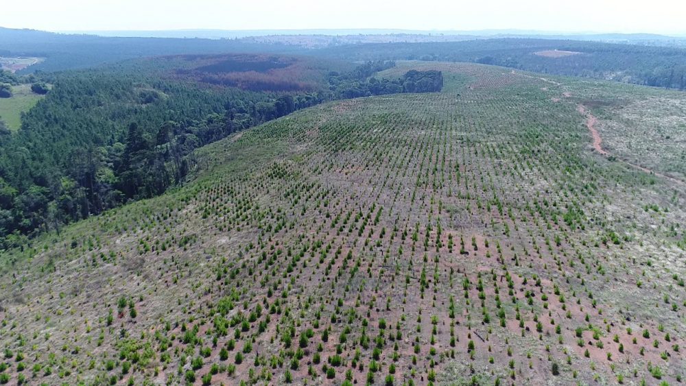 Report Exposes Raiply Malawi’s Illegal Grab of 8,550 Hectares of Malawi Forest