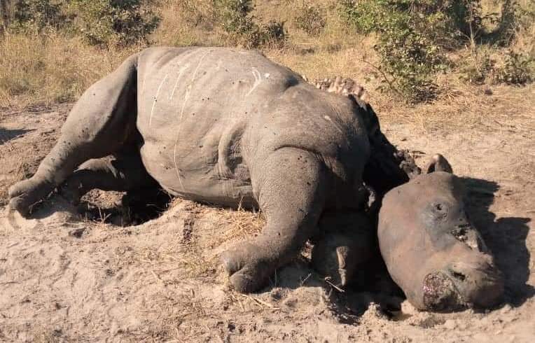 Rhino poached at Moremi Game Reserve discovered on May 8, 2021