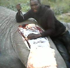 Botswana rhino poaching worsens as government dithers