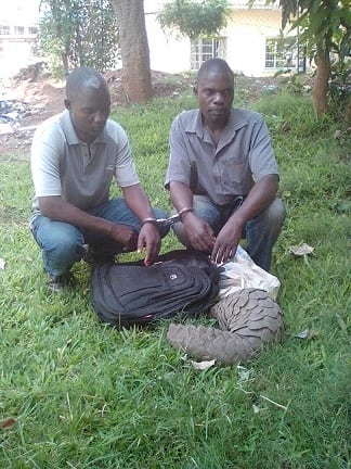 Malawi’s soaring illegal Pangolin trade: ‘Chinese investors’ masterminding