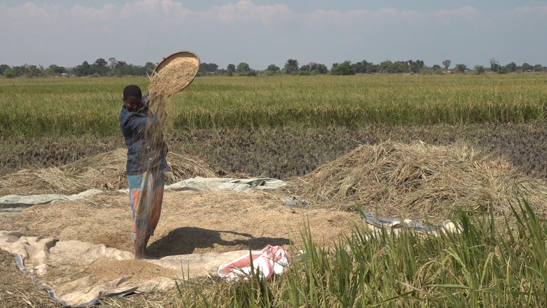 Despite low yields Malawi farmers are sticking to local seed systems