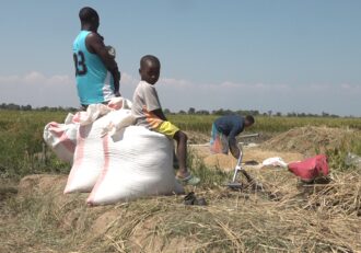 Malawi seed paradox baffles local farmers