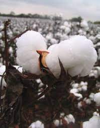 Bt Cotton