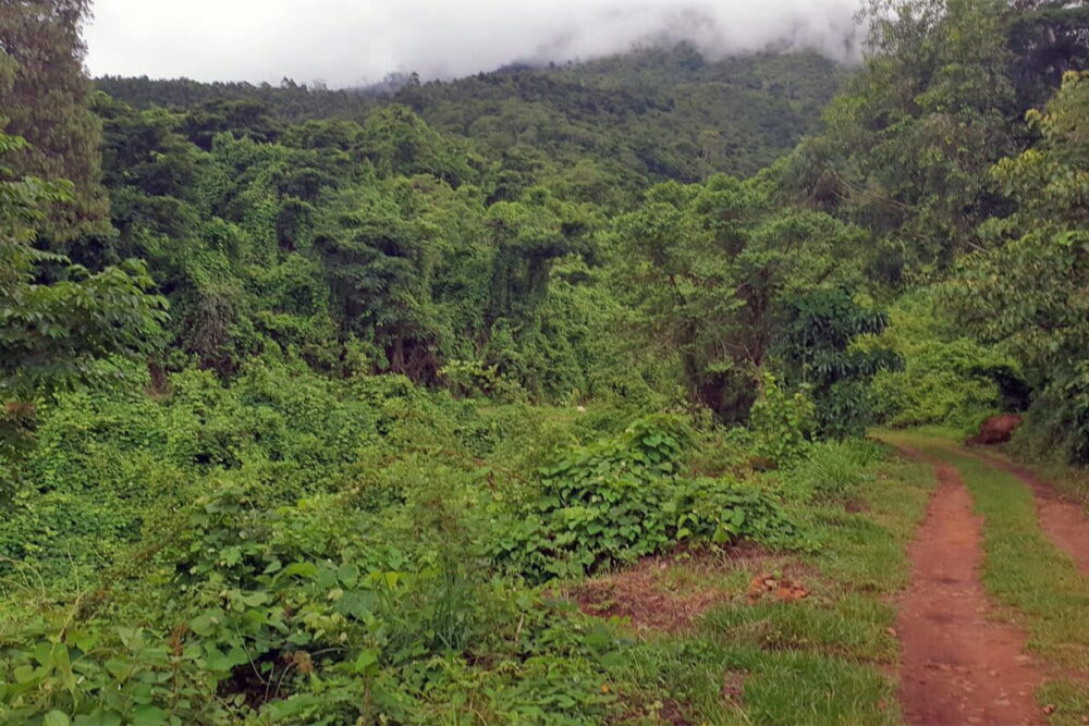 The-regenerated-Southern-part-of-the-Zomba-forest-reserve-1200×800