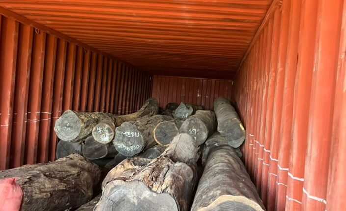 Timber exposé lands Mozambican journalist in defamation probe